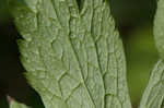 Tall thimbleweed